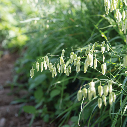 Quaking Grass