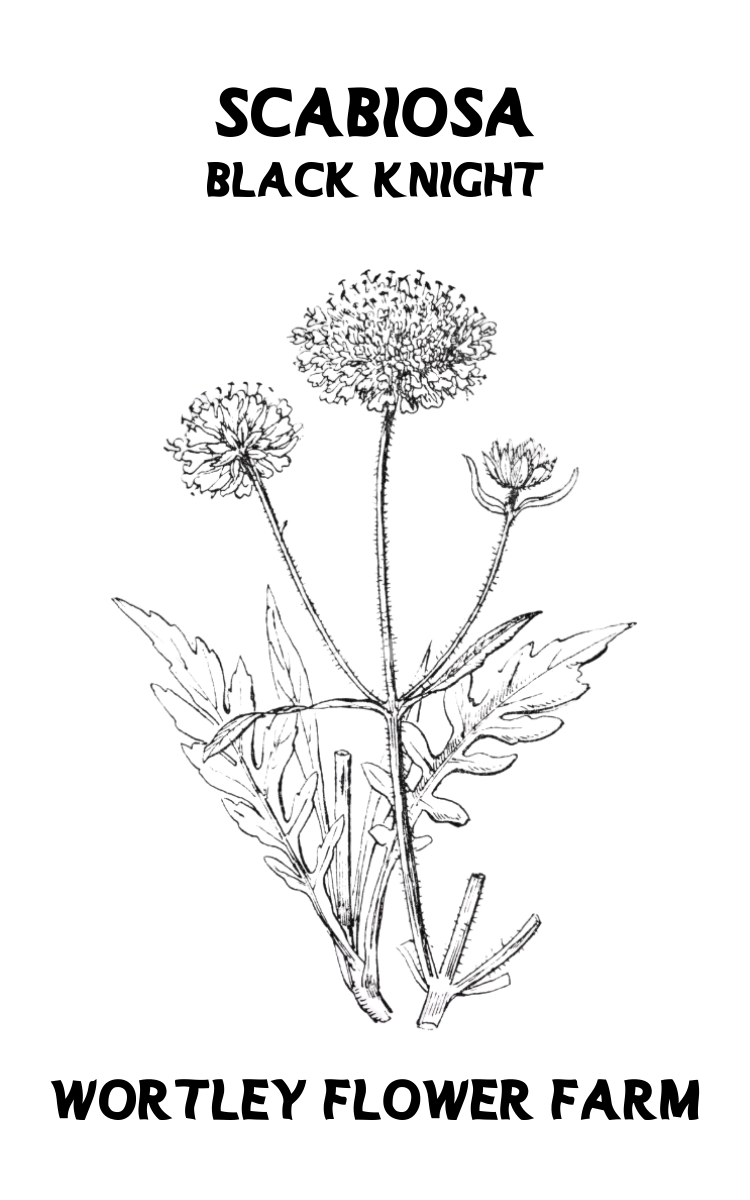 Black Knight Scabisoa