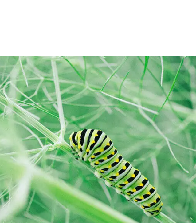 Beneficial Insect Blend