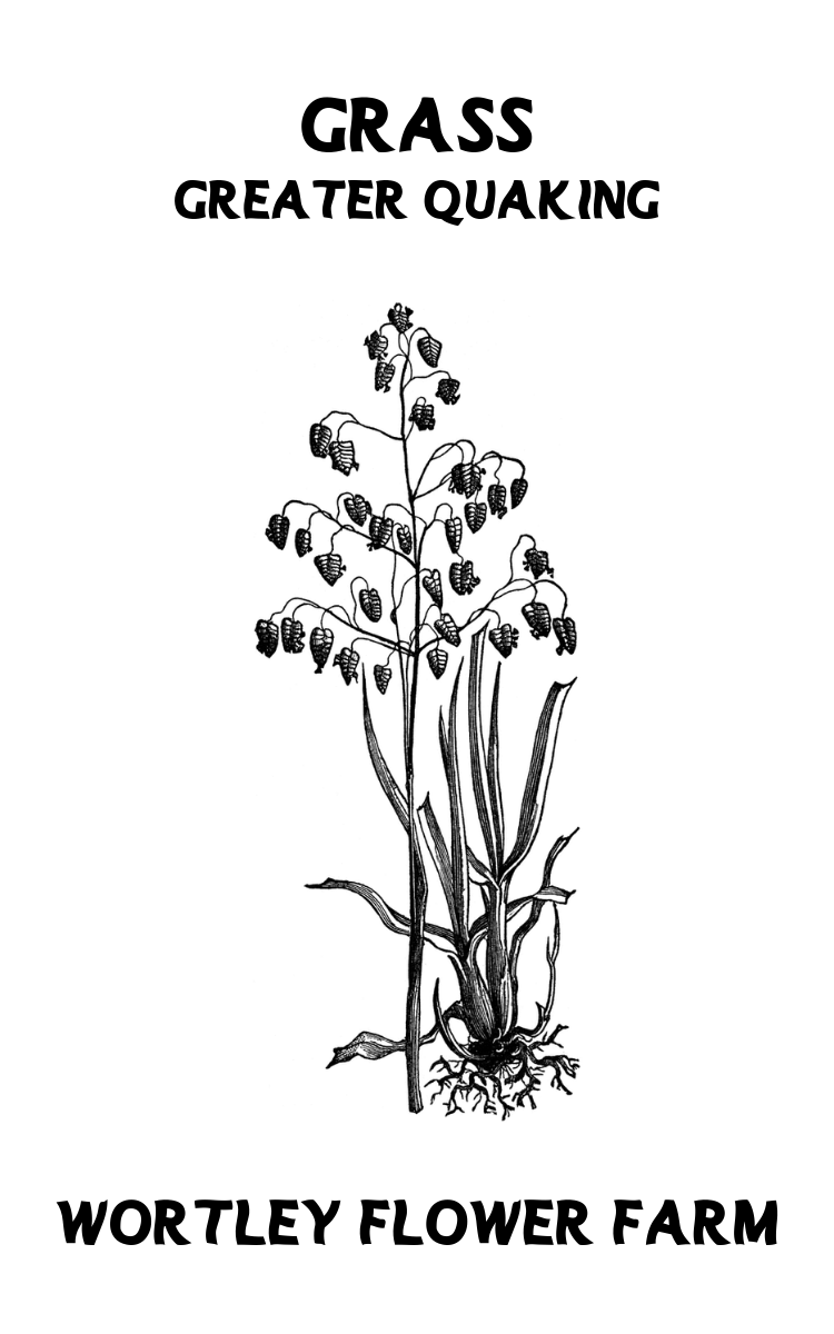 Quaking Grass