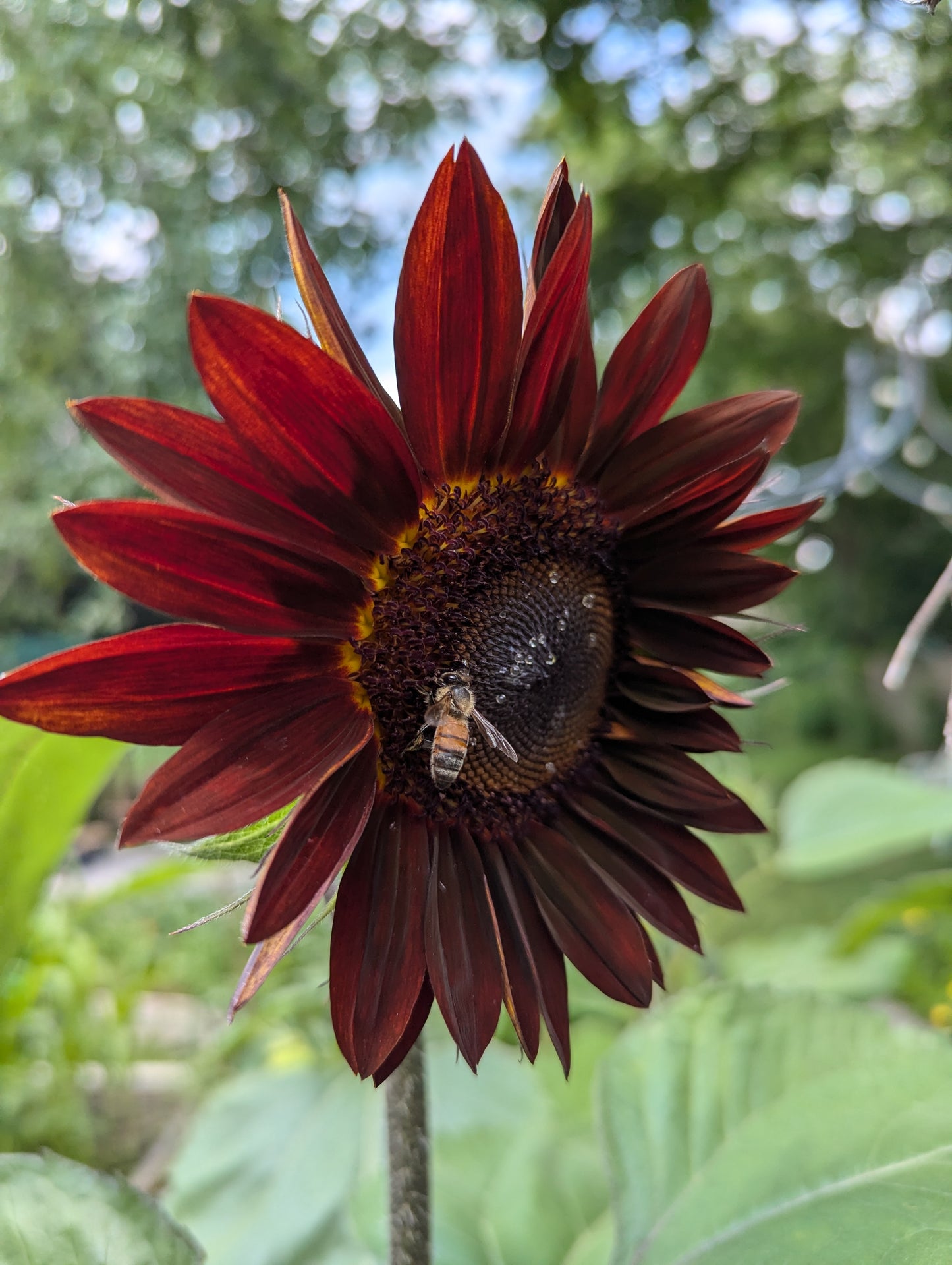 Chocolate Sunflower Seed