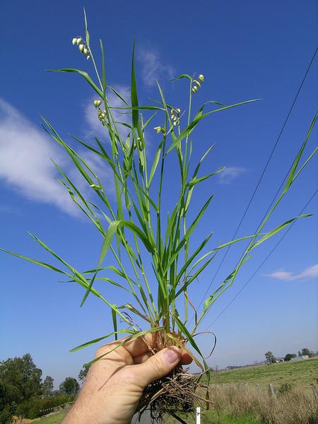 Quaking Grass