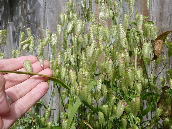 Quaking Grass