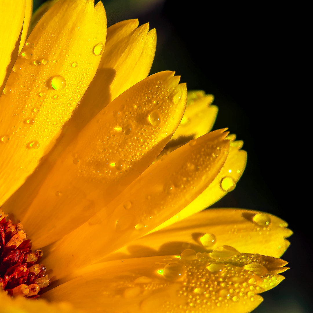 Calendula
