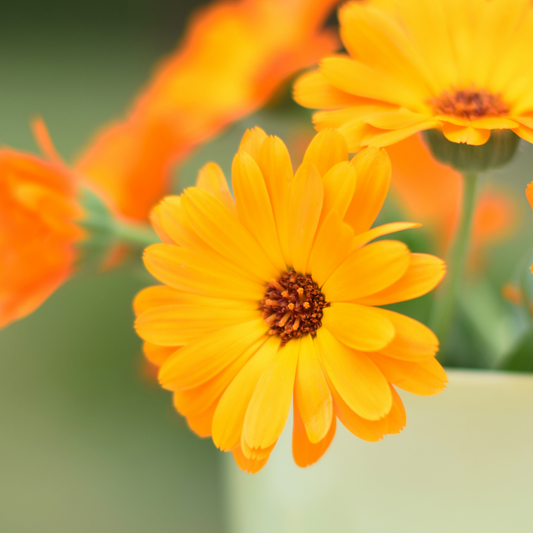 Calendula