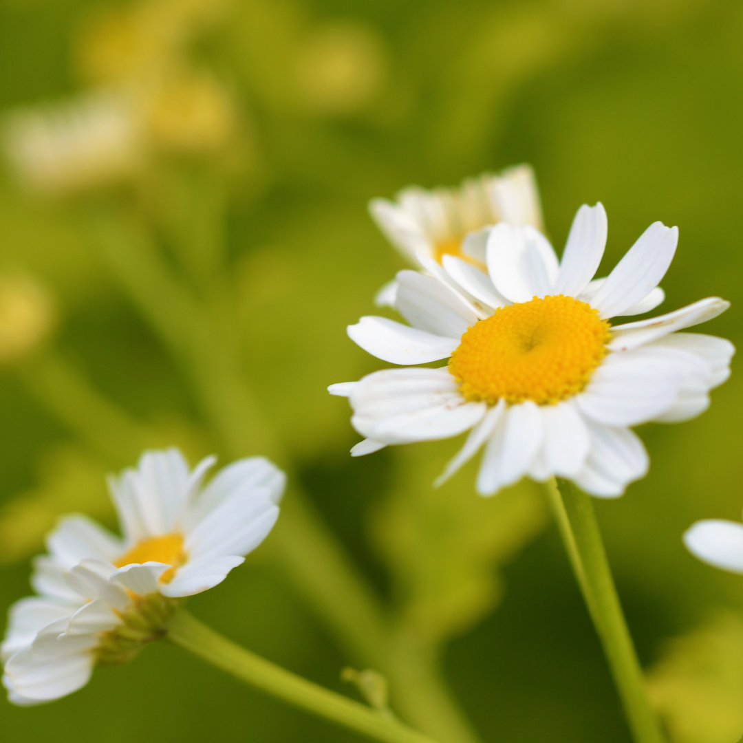 Feverfew