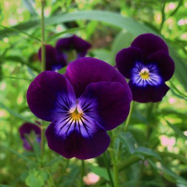 Violas