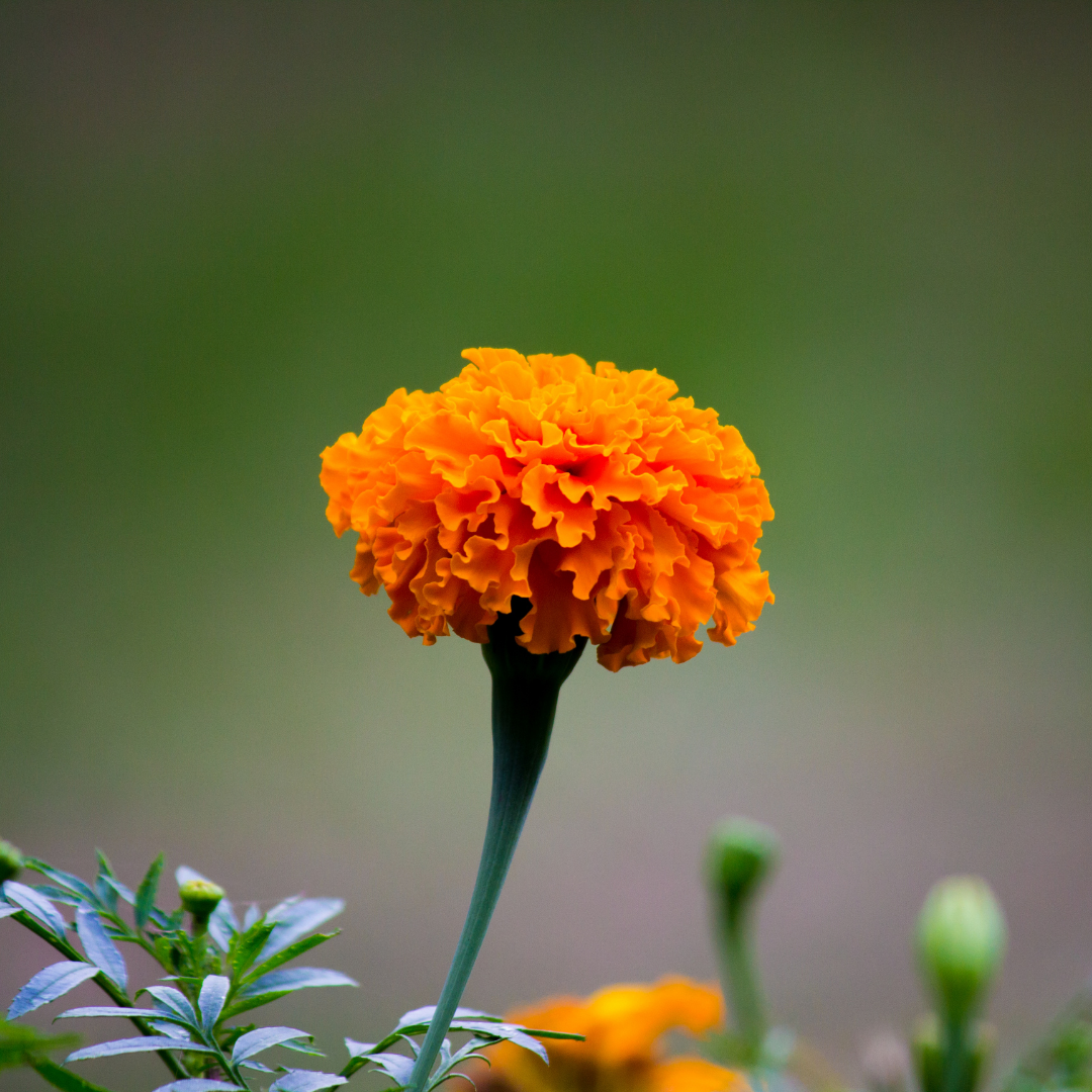 Marigold