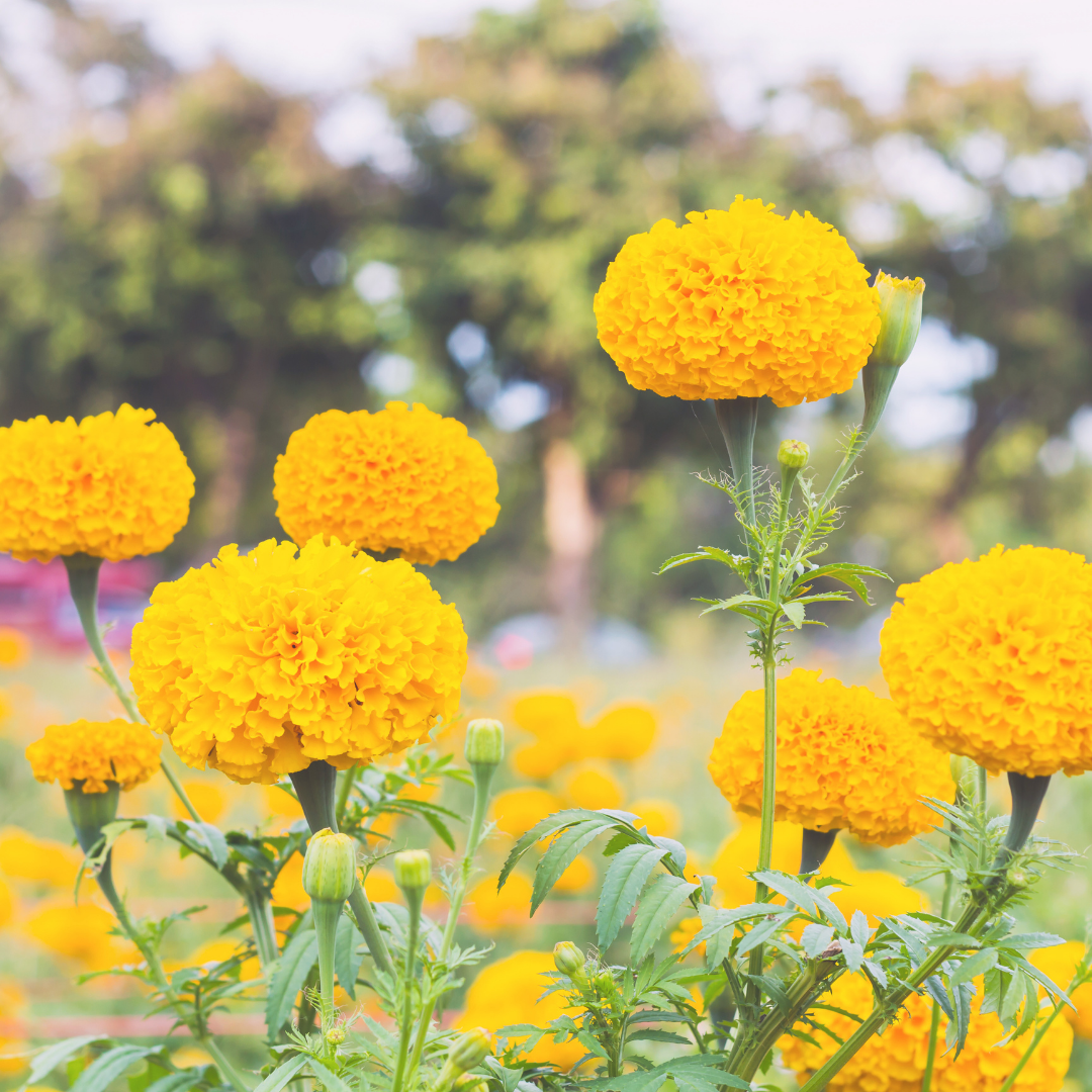 Marigold