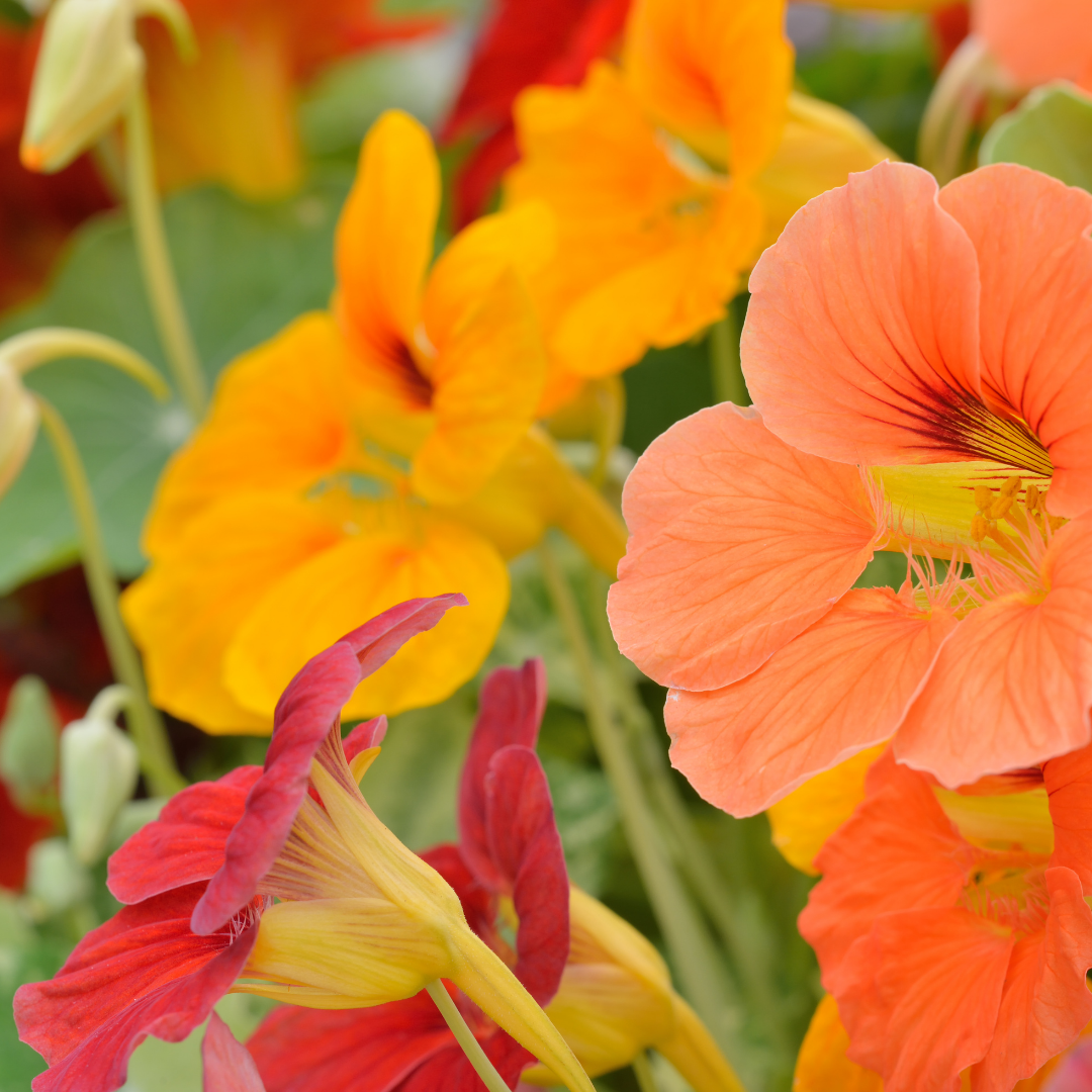 Nasturtium