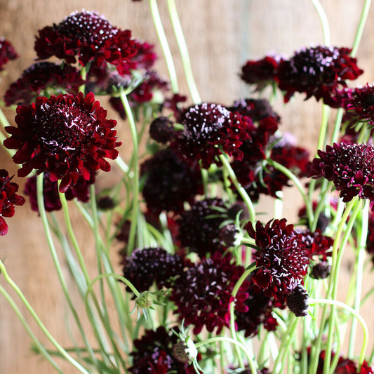 Black Knight Scabisoa