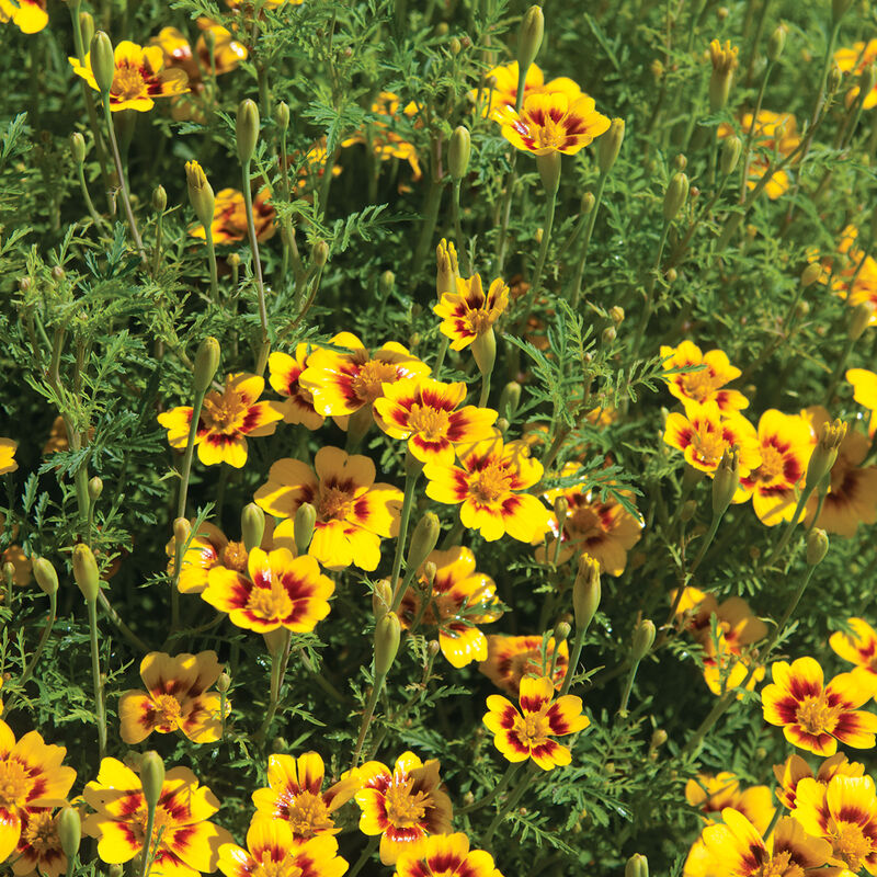 Lemon Star Marigold – Wortley Flower Farm