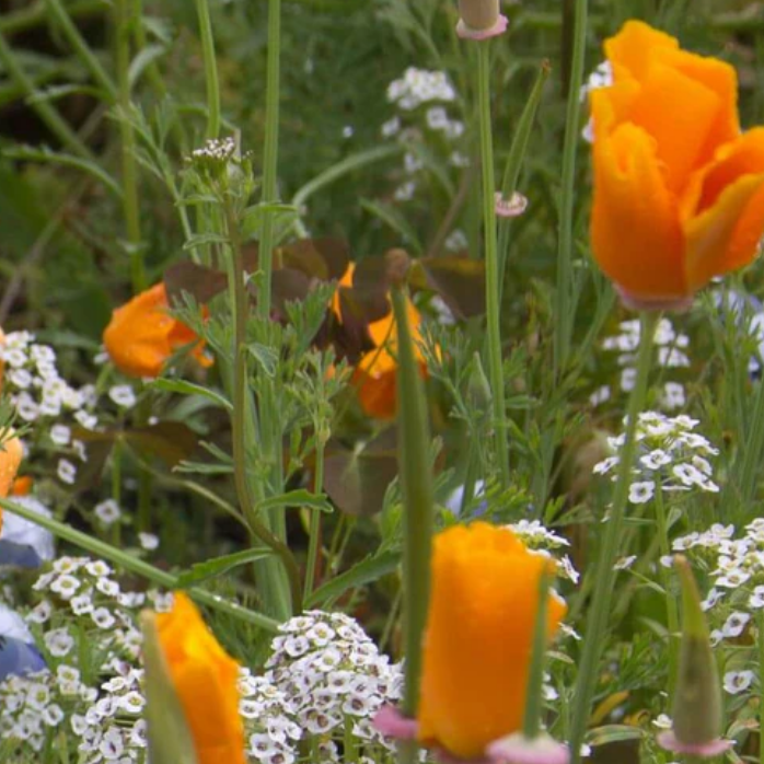 Beneficial Insect Blend – Wortley Flower Farm