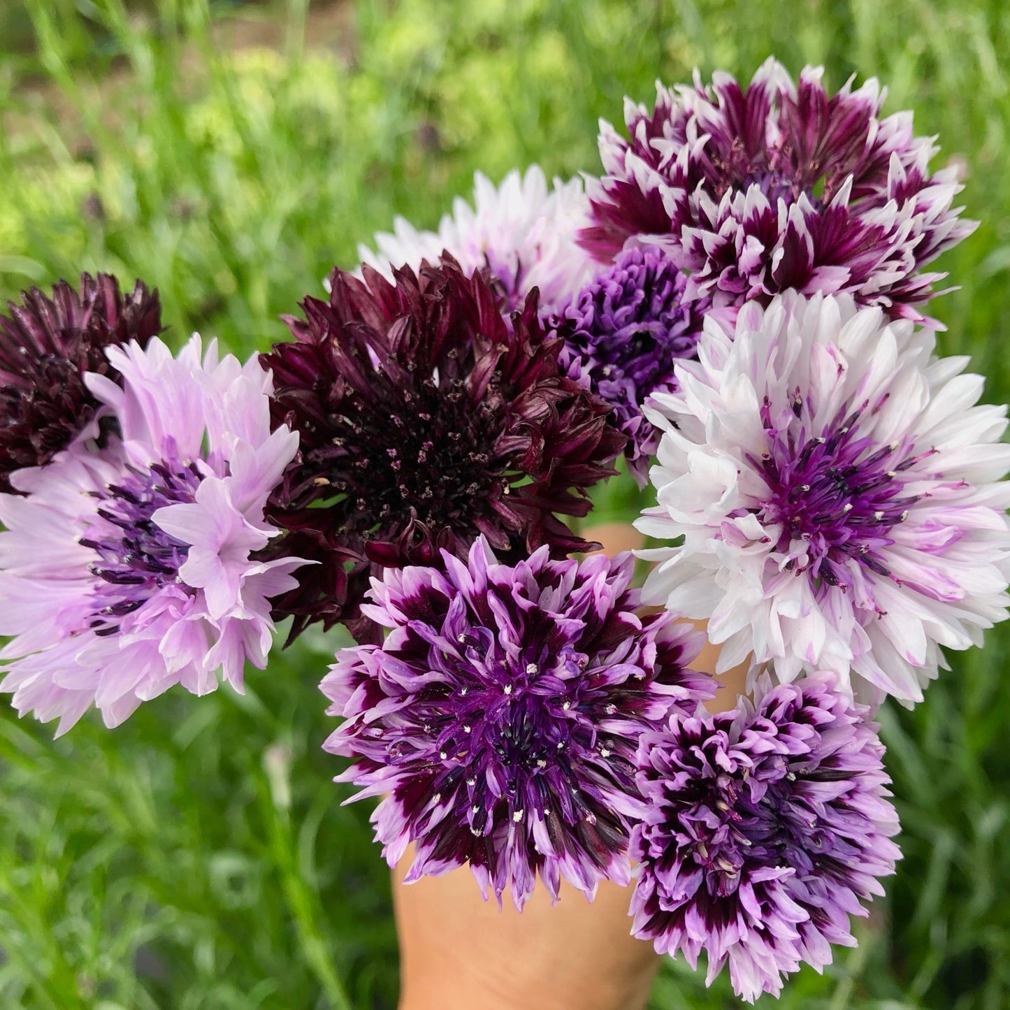 Bachelor’s Button Seed