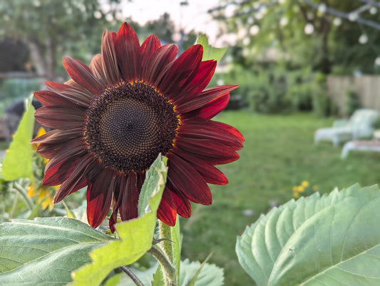 Chocolate Sunflower Seed