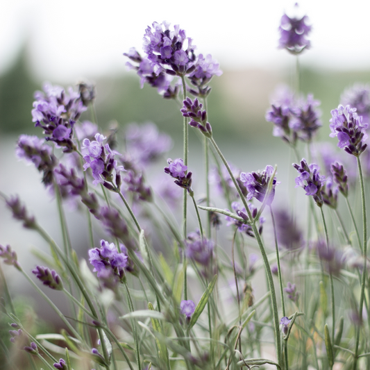 French Lavender