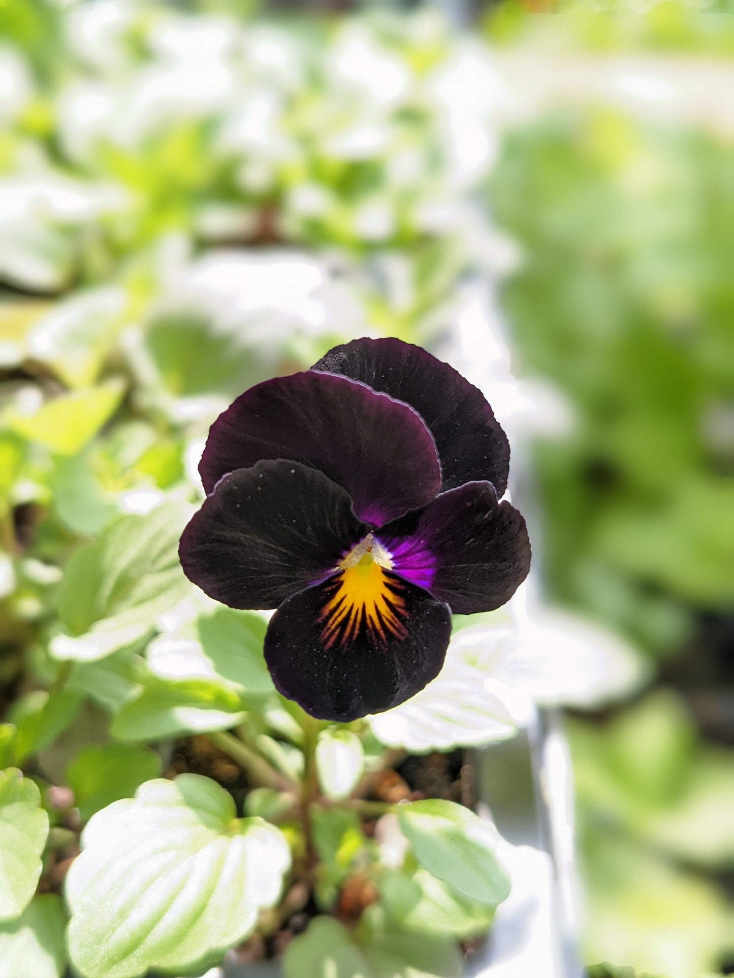 Violas