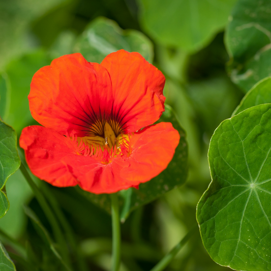 Nasturtium