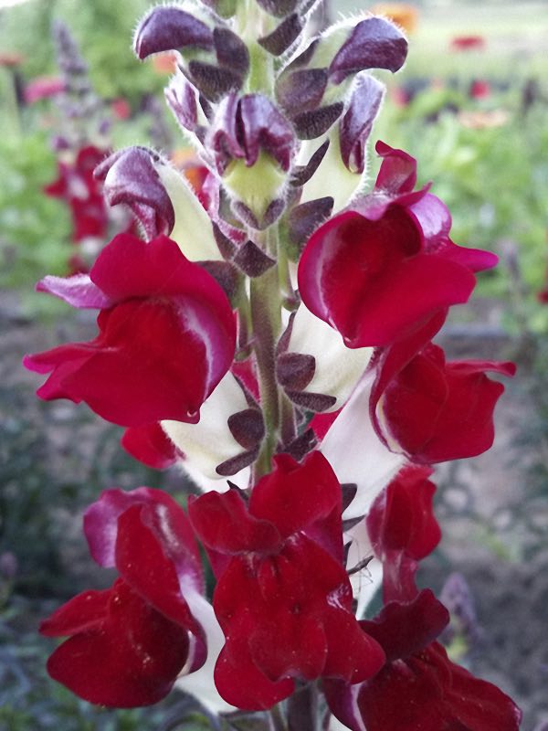 Snapdragons